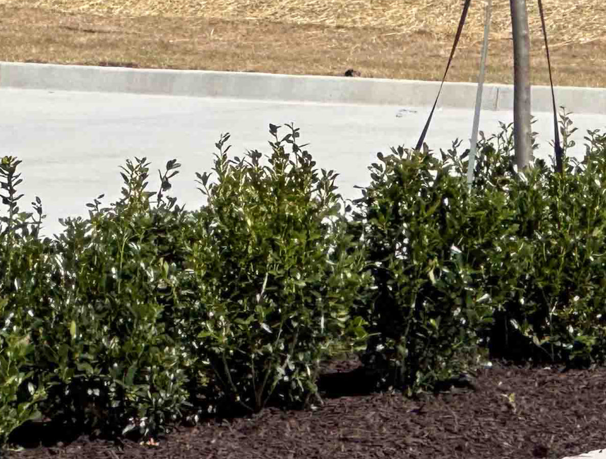 Shrubs